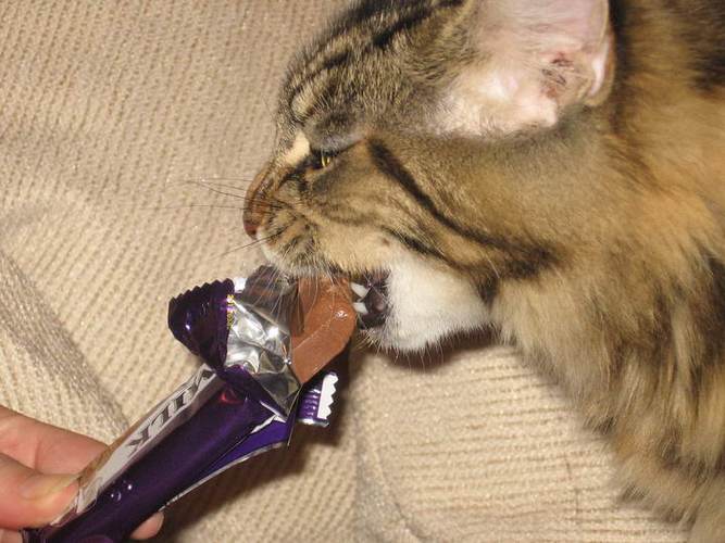 猫吃巧克力
