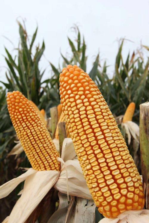 玉米是中国第一大作物吗