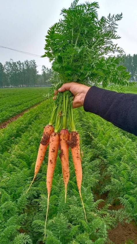 胡萝卜什么时候种植最好东北